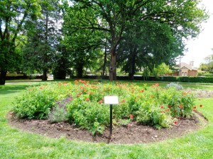 Flower garden at Cook Park in Orange 27/10/2015