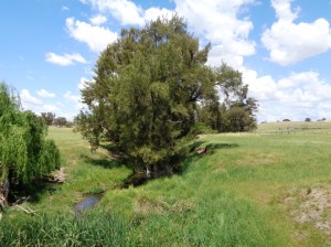 Nubrigan Creek where the Coo-ees stopped for lunch under the willow trees in 1915. Photograph 25/10/2015